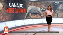 3 Vacas y un ternero muertos por incendios