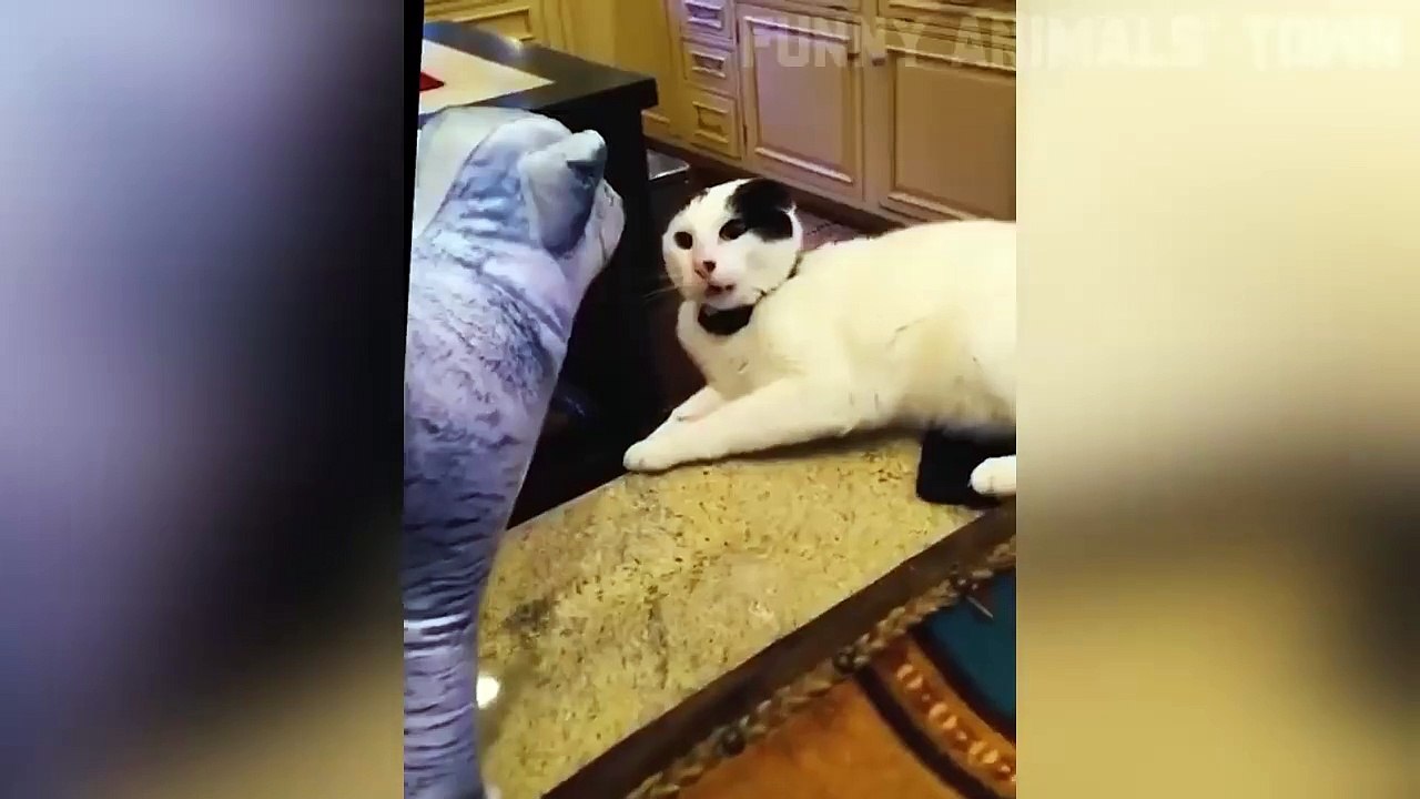 Funniest Cats and Dogs Funny Animal