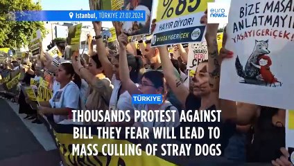 Thousands protest in Istanbul against bill they fear will lead to mass cull of stray dogs