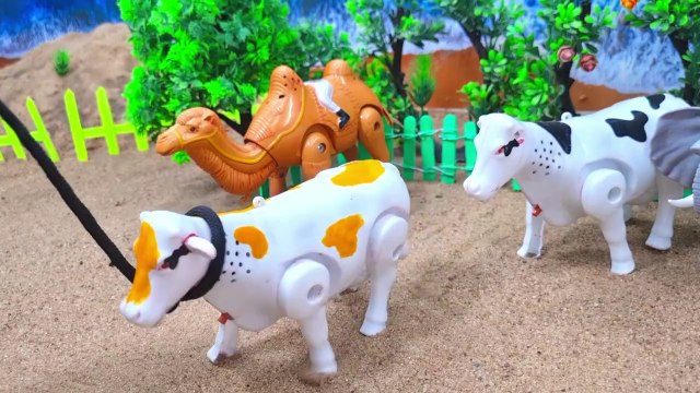 POTONG SAPI QURBAN kambing | SIMOLASI POTONG SAPI