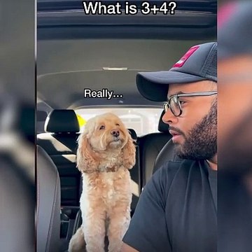 Toplam çıkarma çarpma hatta bölme işlemi yapan köpek şaşırttı