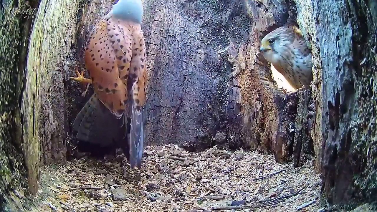 Full Story of Kestrel Couple's First Year   Full Story  Athena & Apollo  Robert E Fuller