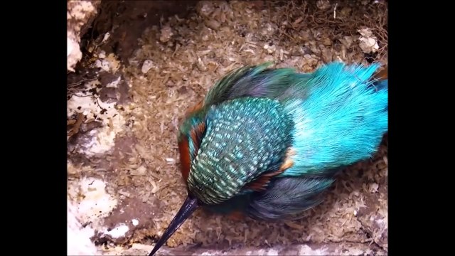 Amazing Footage of Kingfishers Inside Their Nest Discover Wildlife Robert E Fuller