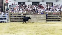 Cogida de un recortador en fiestas de Mélida