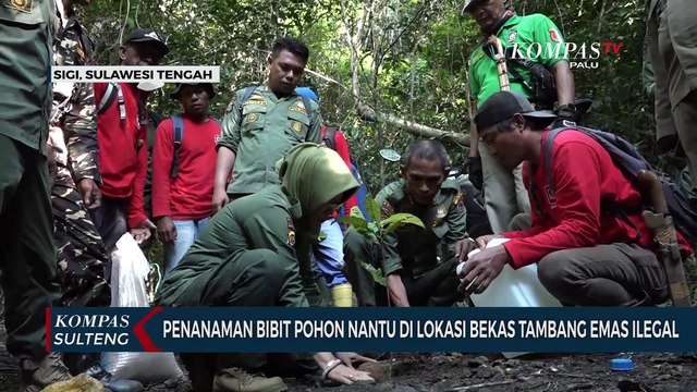 Penanaman Bibit Pohon Nantu di Lokasi Bekas Tambang Emas Ilegal