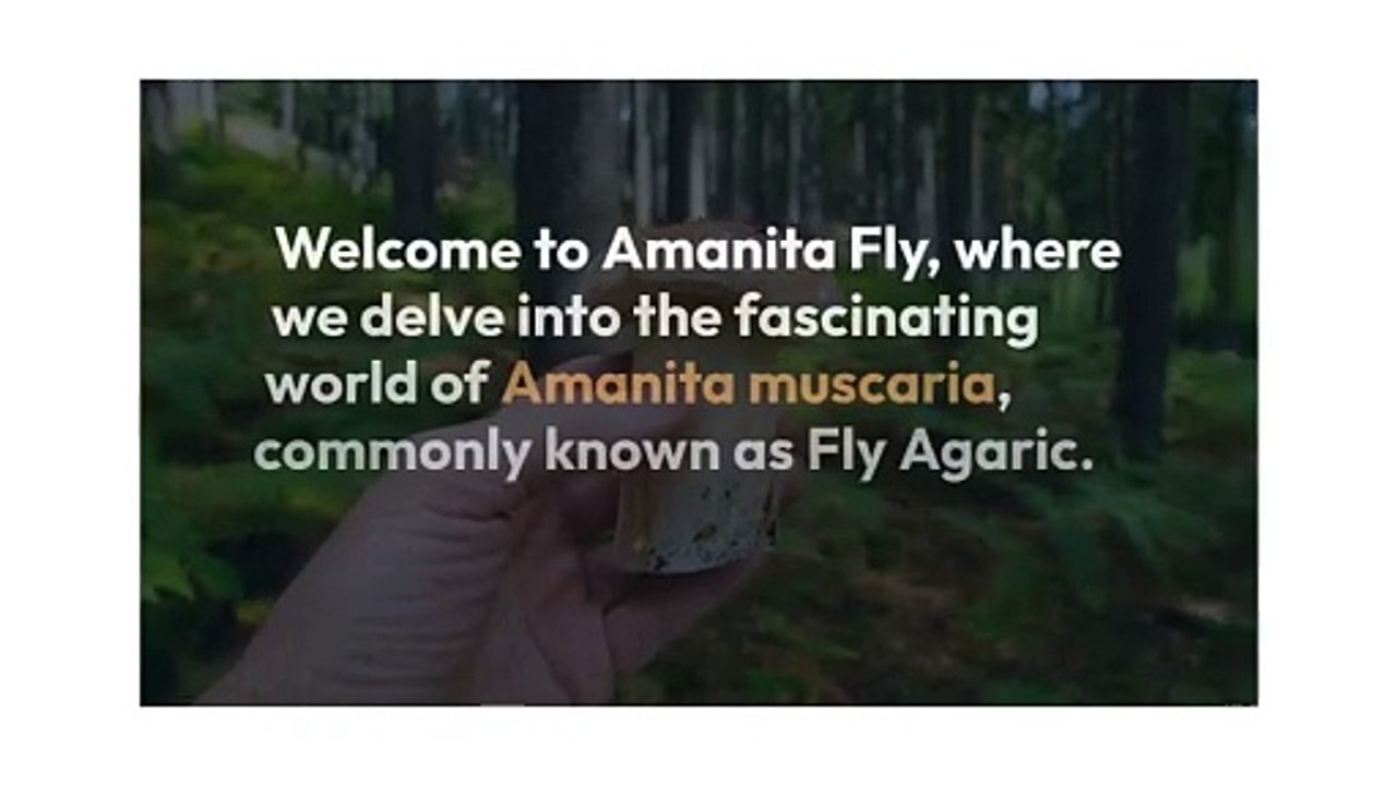 Amanita Muscaria Fly Agaric