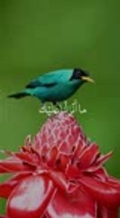 VID-20240508-WA-VideoToMp4