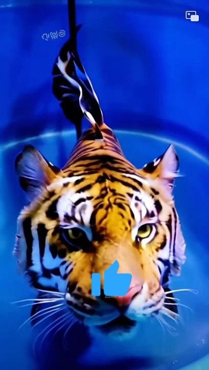 Allah ke kudrat ke najare pets and animal