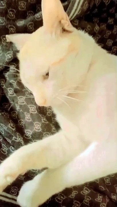 VID-20240609-WA0050