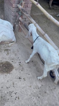 #trending #usa #viral #shortvideo #baby #pet #animals #goats #bakra #bakramandi #rajanpurigoat