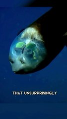 Barrel Eye Fish A Creature With A Transparent Head
