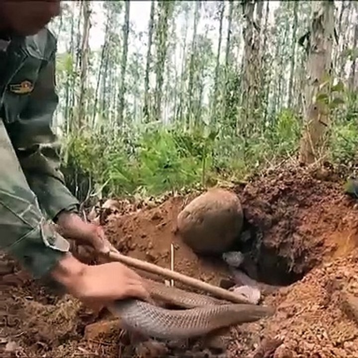 Discovering against cobra | amazing Amazon