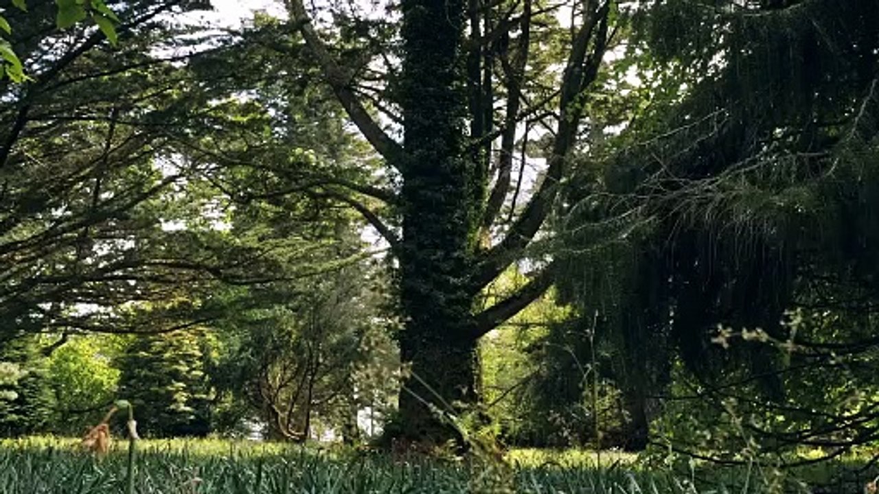 Hutan yang indah