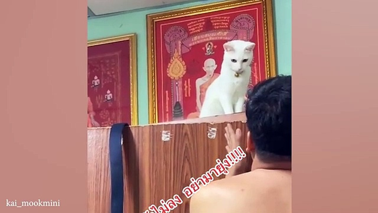 These_Funny_Cat_Videos_Will_Have_You_Rolling!__Funny_ANIMALS_videos_2024(360p)