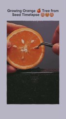 Orange Seed Growing Timelapse