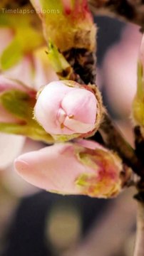 Time Lapse Watch Flowers Blooming in Slow Motion 4K #timelapse #shorts #flowers #4