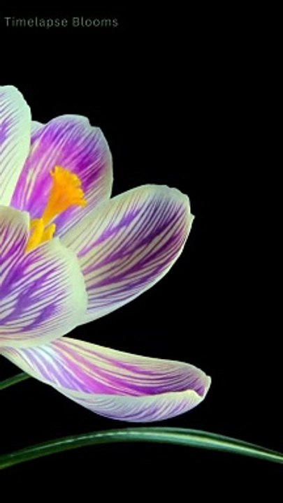 Time Lapse Watch Flowers Blooming in Slow Motion 4K #timelapse #shorts #flowers #2