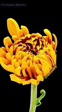 Time Lapse Watch Flowers Blooming in Slow Motion 4K #timelapse #shorts #flowers #3