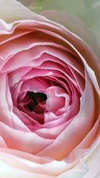 Time Lapse Watch Flowers Blooming in Slow Motion 4K #timelapse #shorts #flowers #5