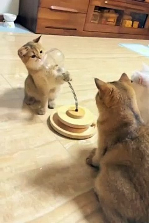 Funny cats _playing cats❤