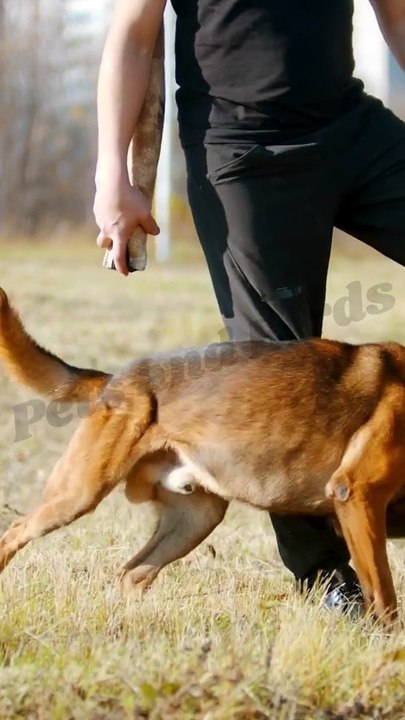 Modern dog training methods | Training methods #pets_birds