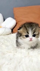 Cute cat Kids video loving cats