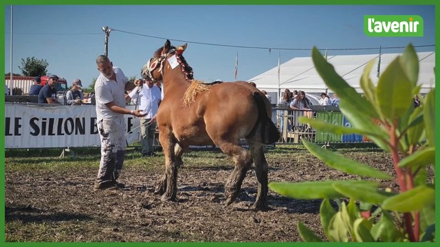 Foire de Libramont, les chevaux sont à l'honneur