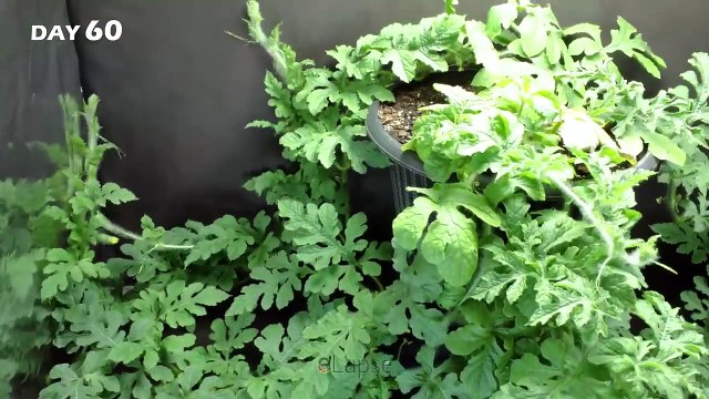 Growing Watermelon Plant Time Lapse - Seed to Fruit (110 Days)