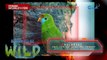 Doc Ferds Recio, binisita ang Philippine hanging-parrot sa Capaz, Tarlac | Born to be Wild