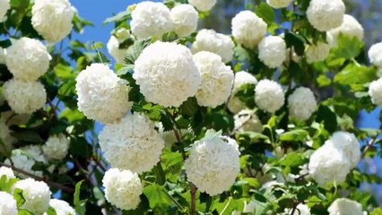 Loosening up_ Rest Music , Back rub Music, Spa Music, Reflection (Mitigating Day)#relax #sleepmusic