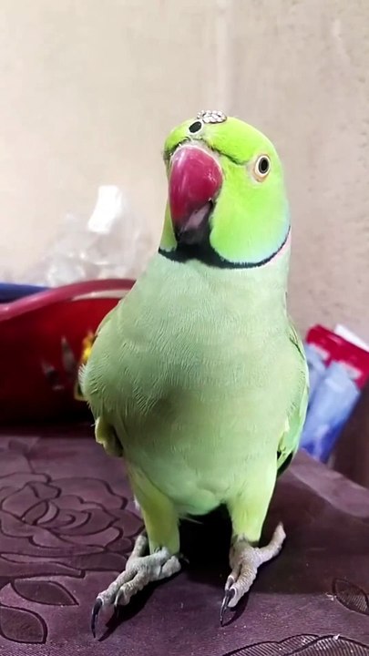 Child_Parrot_Monkey funny video 