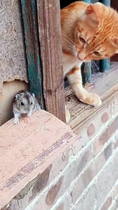 Cat VS Rat