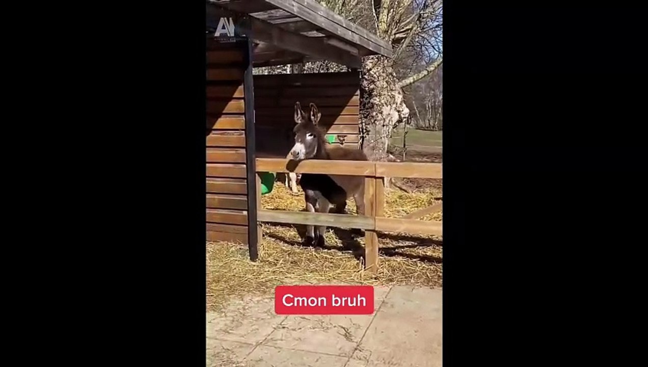 Funny ANIMALS videos Funniest CATS and DOGS 2024