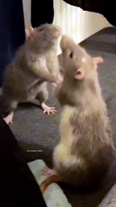 Fight between two rats 