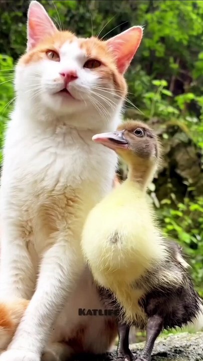 Cat and duck