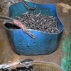 Most Beautyfull Ripring Video