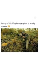 Funny dance bt lion and lioness 