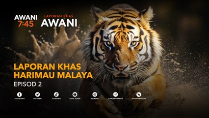 [Laporan Khas] Hari Harimau Sedunia: 3,000 km persegi hutan belum dilengkapi kamera