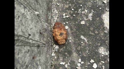 강원 인제군 계곡서 수류탄 발견...군 당국 수거 / YTN