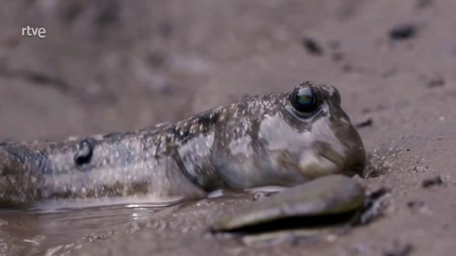 Somos documentales - Peces increíbles