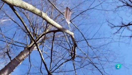 El Águila Marina en Europa: Explorando sus Hábitats y Relaciones con la Vida Marina