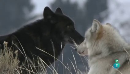 Loba blanca:  la manada del Gran Cañón