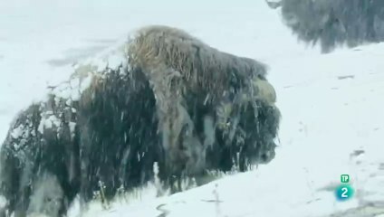 Rusia salvaje: el reino de los osos y los volcanes