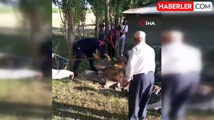 Çukura düşen ineği böyle kurtardılar