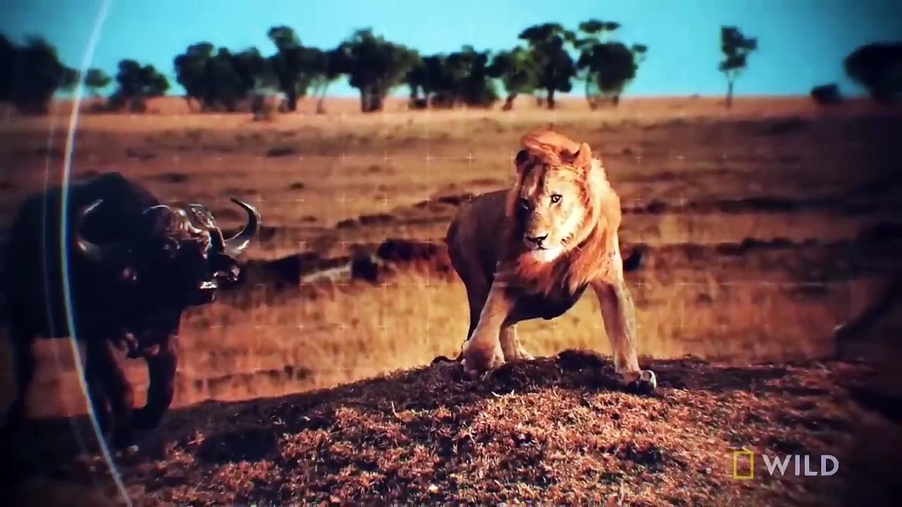 How a Lion Pride Hunts Prey - Cat Attack-tics