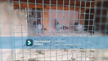 Vlog # 4 Going To eat Biryani in Dubai