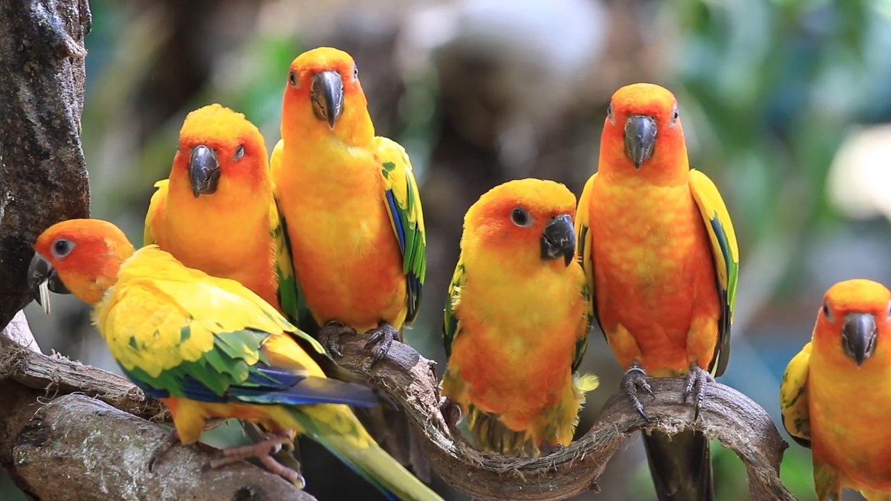 Parrots video