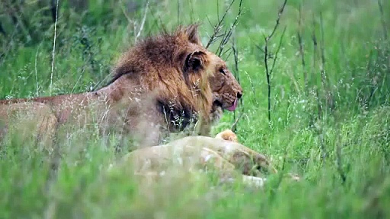 lion,lions,lion vs tiger,living with lions,tiger vs lion,lion king