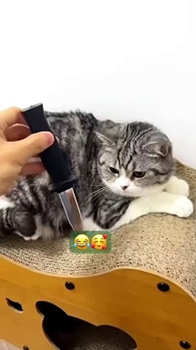 #Cute_cat