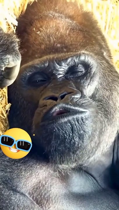 Best funny monkey video